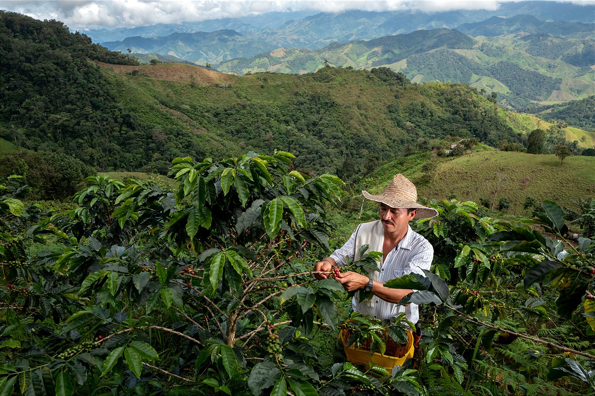 Am Nespresso Reviving Origins Projekt teilnehmende Kaffeebauern in Kolumbien.