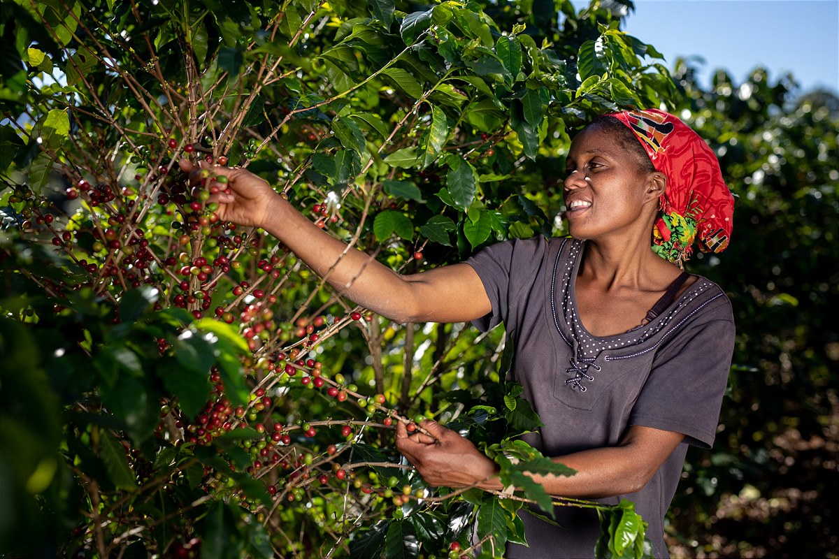 Am Nespresso Reviving Origins Projekt teilnehmende Kaffeebauern in Simbabwe.